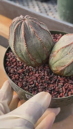 Large Euphorbia Obesa Double Heads | Rare Succulent | Seed‑Grown Live Cactus Plant #217