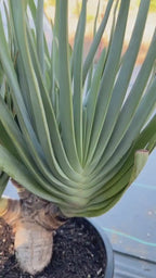 6 heads Tree Fan Aloe | Aloe Plicatilis Large Succulent | Rare Multi‑Head Tree Form Plant