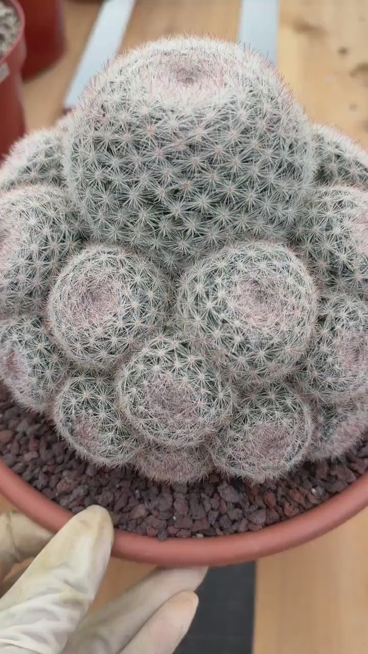 Mammillaria Candida Cluster | Rare Seed-Grown Live Cactus