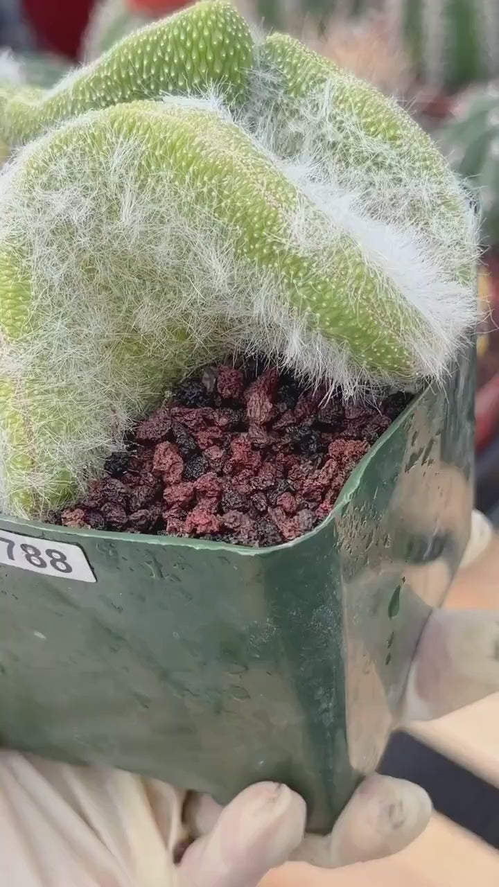 Crested Monkey Tail Cactus | Rare White‑Hair Clone | Fuzzy Succulent Live Plant