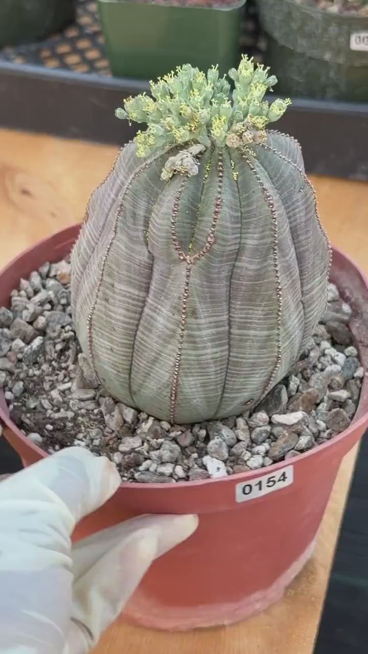 Large Euphorbia Obesa Male | Rare Seed Grown Succulent Live Cactus Plant #154