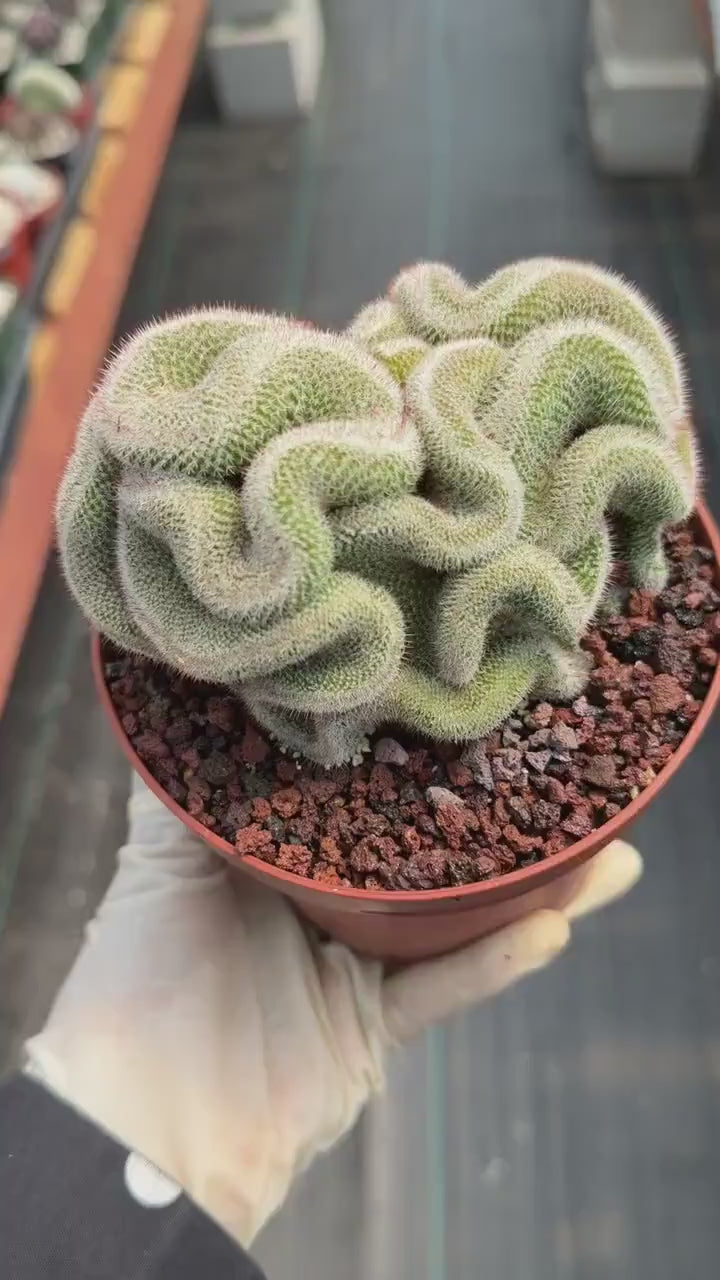 Crested Mammillaria Cactus – Rare Live Collector Plant #448