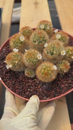 Mammillaria Carmenae Cluster Cactus #359