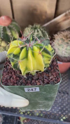 Rare Variegated Echinocactus Texensis (Horse Crippler) #247 / #243