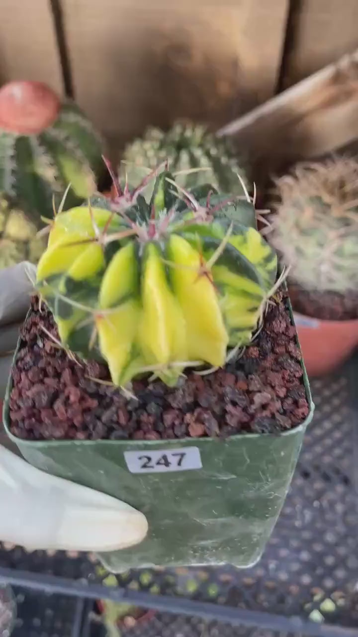 Rare Variegated Echinocactus Texensis (Horse Crippler) #247 / #243