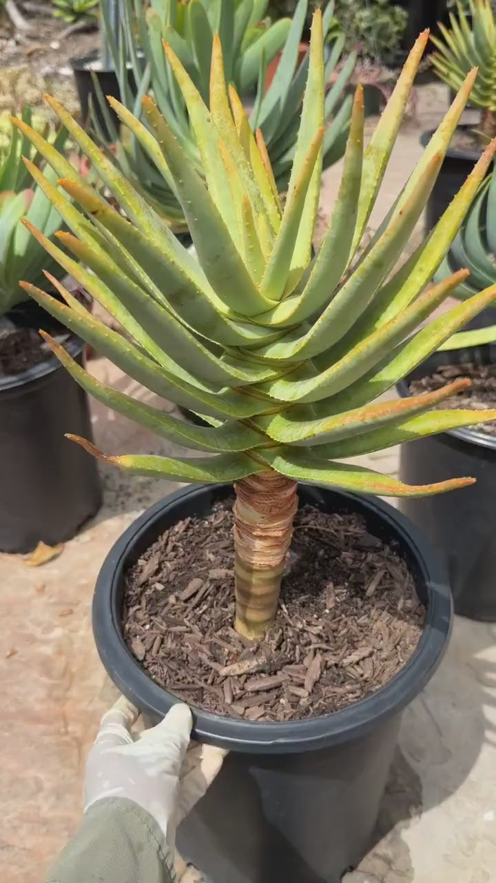 Seed-Grown Aloe Dichotoma Tree Form #108