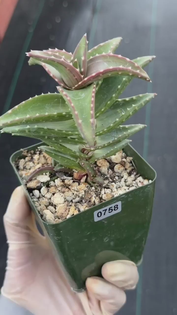 Aloe pearsonii with Pups – Rare Seed-Grown Succulent #758