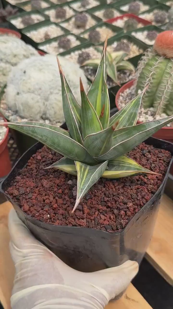 Variegated Sansevieria Pinguicula #308