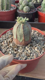 Seed Grown Euphorbia Obesa #258 | Rare Collector Succulent Live Cactus‑Like Specimen