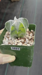Variegated Astrophytum Myriostigma Seedgrown #1021 | Live Cactus | Rare Plant
