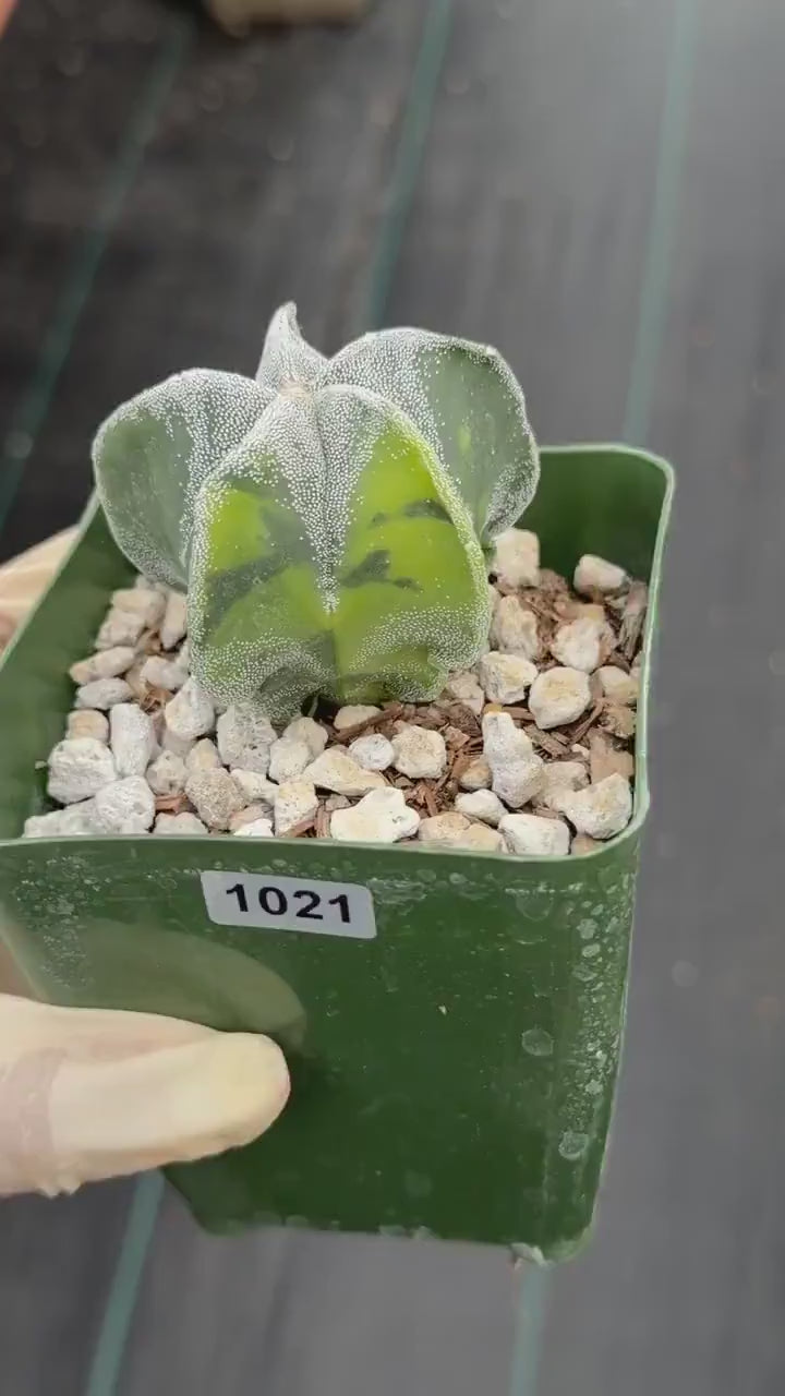 Variegated Astrophytum Myriostigma Seedgrown #1021 | Live Cactus | Rare Plant