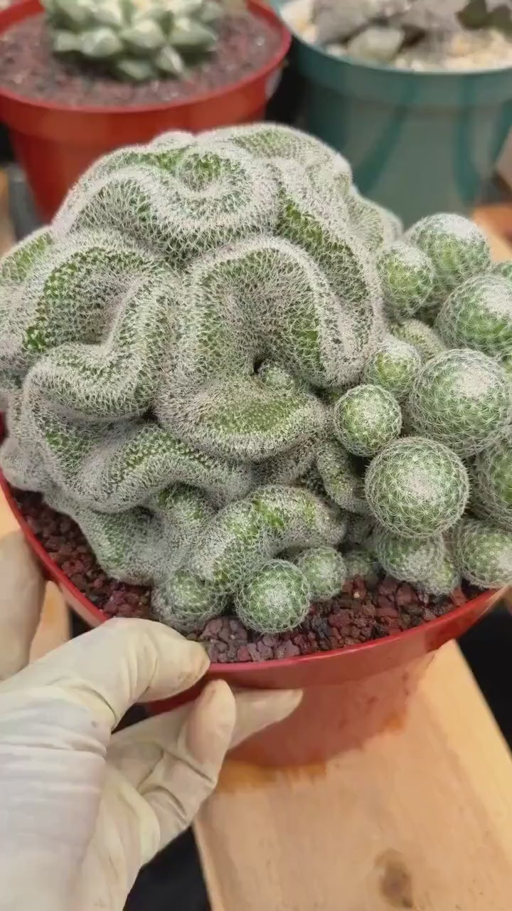 Mammillaria Perbella Cluster | Rare Seed-Grown Specimen Cactus