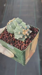 Astrophytum Asterias Double Heads – Seed Grown Collector’s Cactus