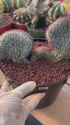 Crested Cipocereus Bradei #490 | Rare Blue Cactus | 9in Pot 6in Height Collector Succulent