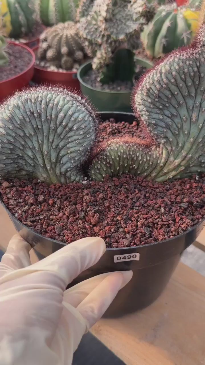 Crested Cipocereus Bradei #490 | Rare Blue Cactus | 9in Pot 6in Height Collector Succulent