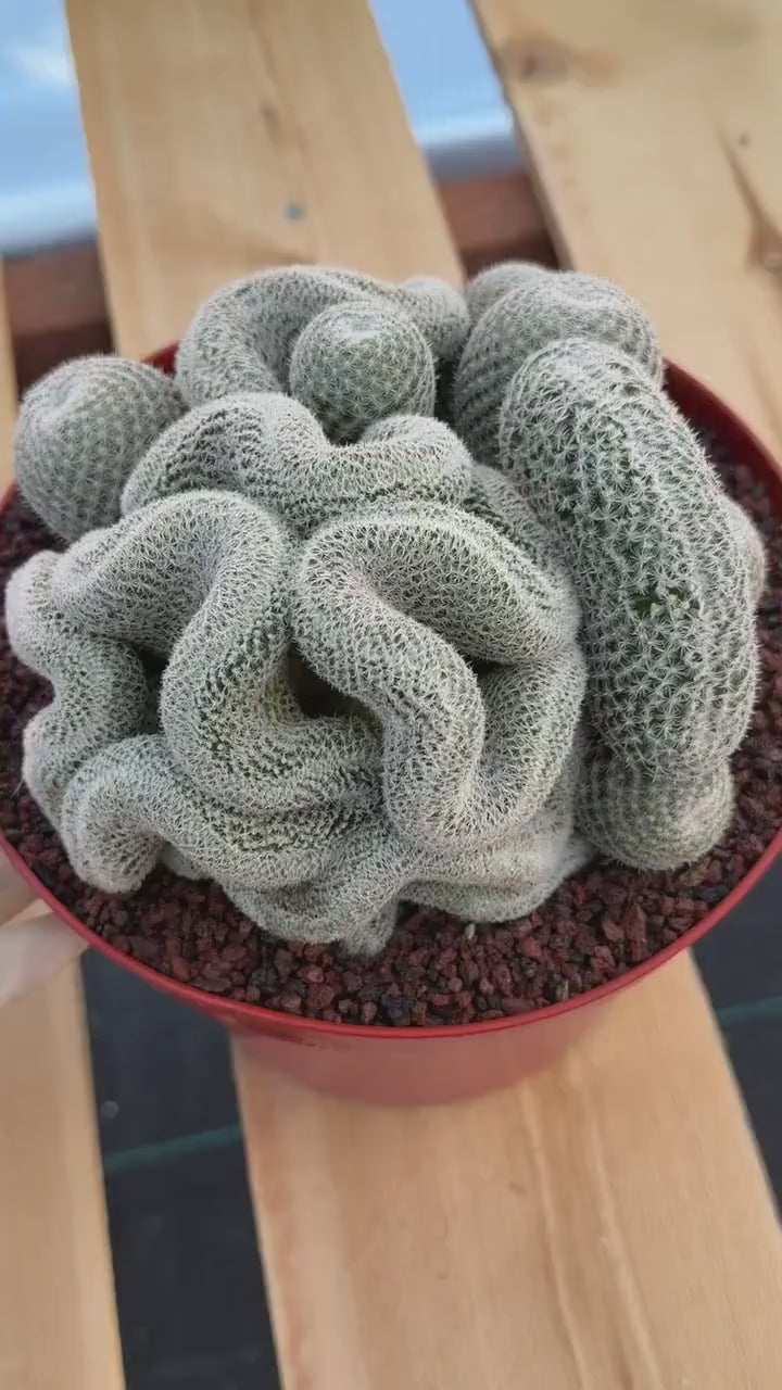 Crested Mammillaria Perbella | Rare Live Cactus | 8" Pot | #212