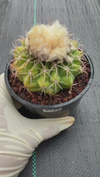 Rare Discocactus Seed‑Grown #759 – Woolly Crown, Collector Cactus