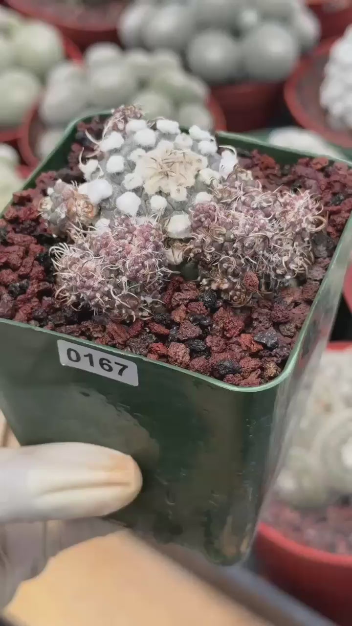 Turbinicarpus schmiedickeanus – Rare Clustered Form with Pups | Seed‑Grown Miniature Cactus #167