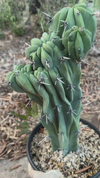 Crested Blue Myrtle Cactus | Rare Fan-Shaped Crested Plant