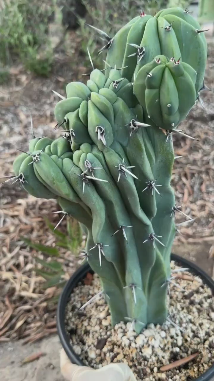 Crested Blue Myrtle Cactus | Rare Fan-Shaped Crested Plant