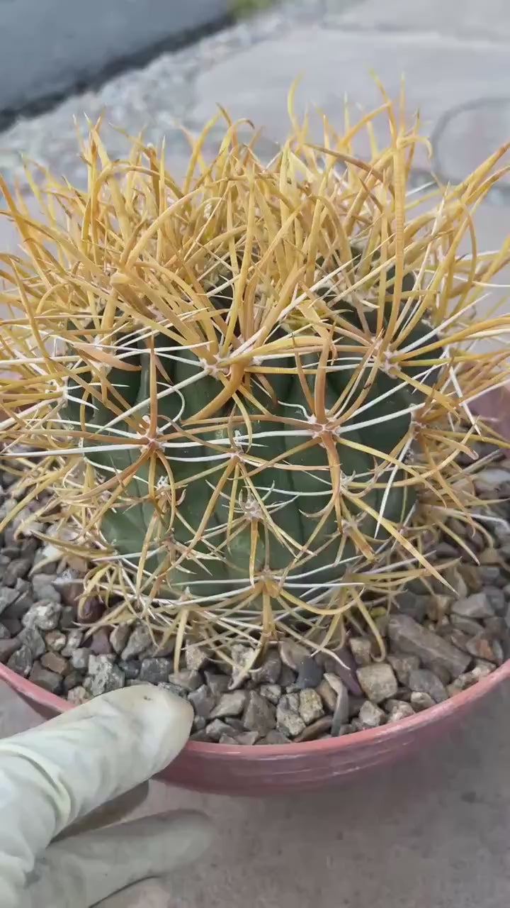 Ferocactus Chrysacanthus – Rare Golden Island Barrel Cactus