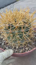Ferocactus Chrysacanthus – Rare Golden Island Barrel Cactus