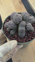 Crested Euphorbia Obesa Cluster Live Plant #235