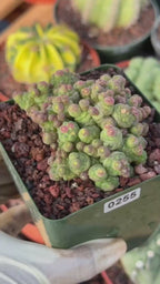 Mammillaria bocasana cv. Fred | Rare Collector Cactus | #255