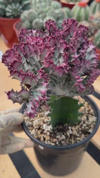 Crested Coral Cactus | Euphorbia Lactea Cristata | Rare Ocean Coral Succulent Live Plant