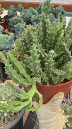 Stapelia Orbea Large Succulent | Rare Live Plant | Hanging Basket Plant #392