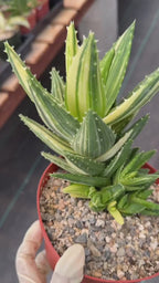 Variegated Aloe Nobilis #734 | Rare Succulent Live Plant | 6in Pot Easy Care Collector Cactus