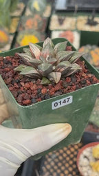 Variegated Haworthia Splendens | Rare Live Collector Succulent #147