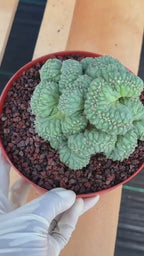 Coryphantha elephantidens 'Tanshi' Cristata #163