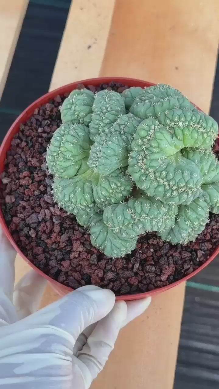 Coryphantha elephantidens 'Tanshi' Cristata #163