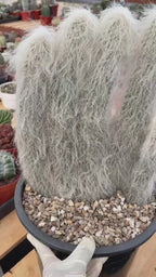 Large Cephalocereus Senilis Old Man Cactus – 5 Head Specimen