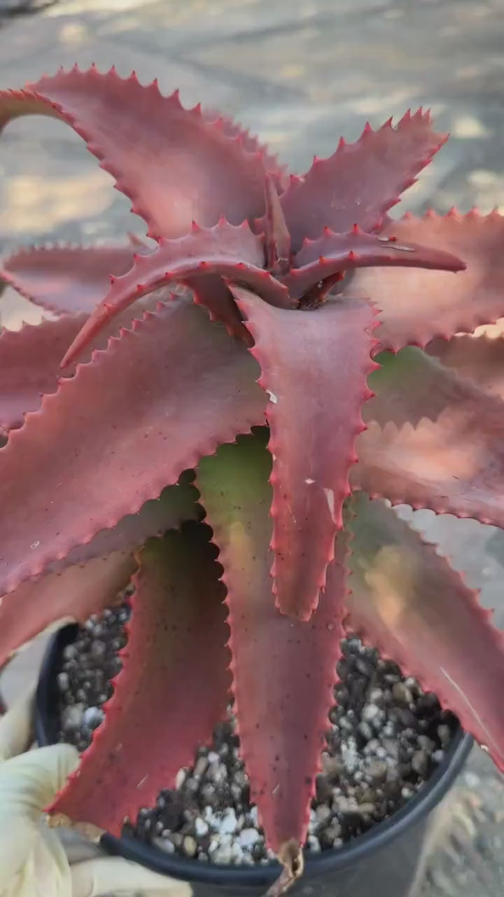 Aloe Elgonica Large | Specimen Succulent Plant | Tree Plant