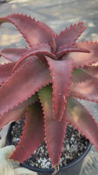 Aloe Elgonica Large | Specimen Succulent Plant | Tree Plant