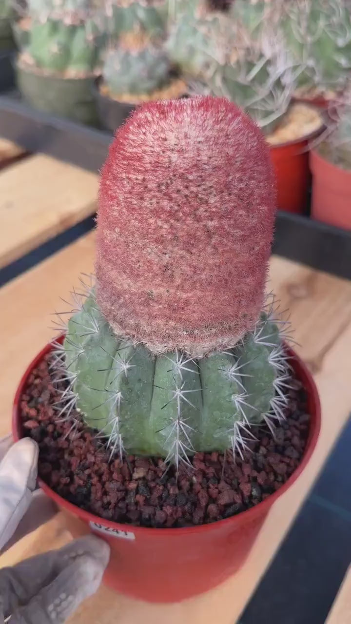 Melocactus Matanzanus Dwarf Form | Rare Big Cephalium Live Cactus Plant