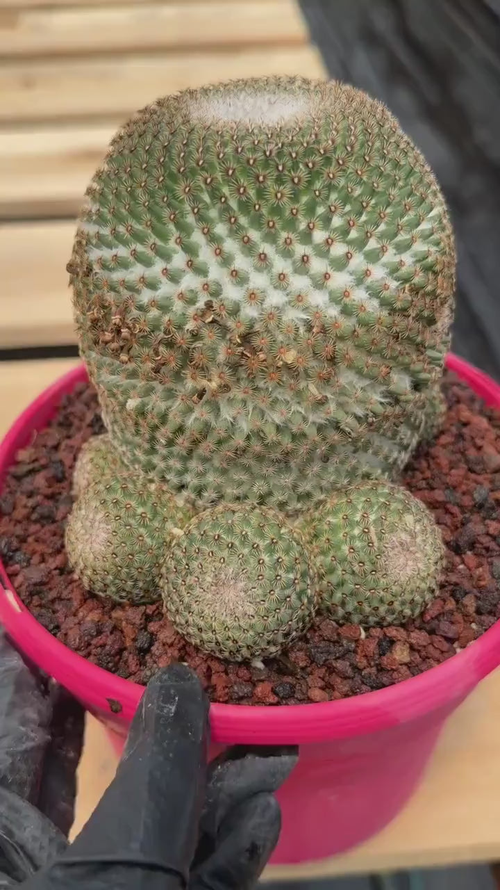 Mammillaria Huitzilopochtli Cluster #163 | Rare Live Cactus