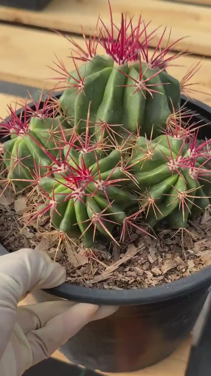 Ferocactus Gracilis Red Spine Cluster Cactus – Rare Live Plant #429