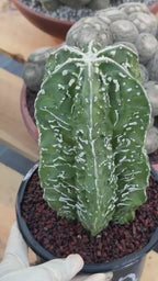 Astrophytum Asterias ‘Fukuryu’ – Rare Collector’s Cactus