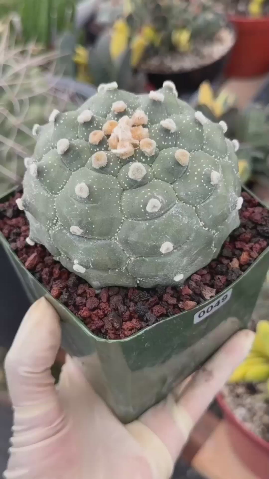 Astrophytum Kikko Turtle Form – Rare Collector Cactus