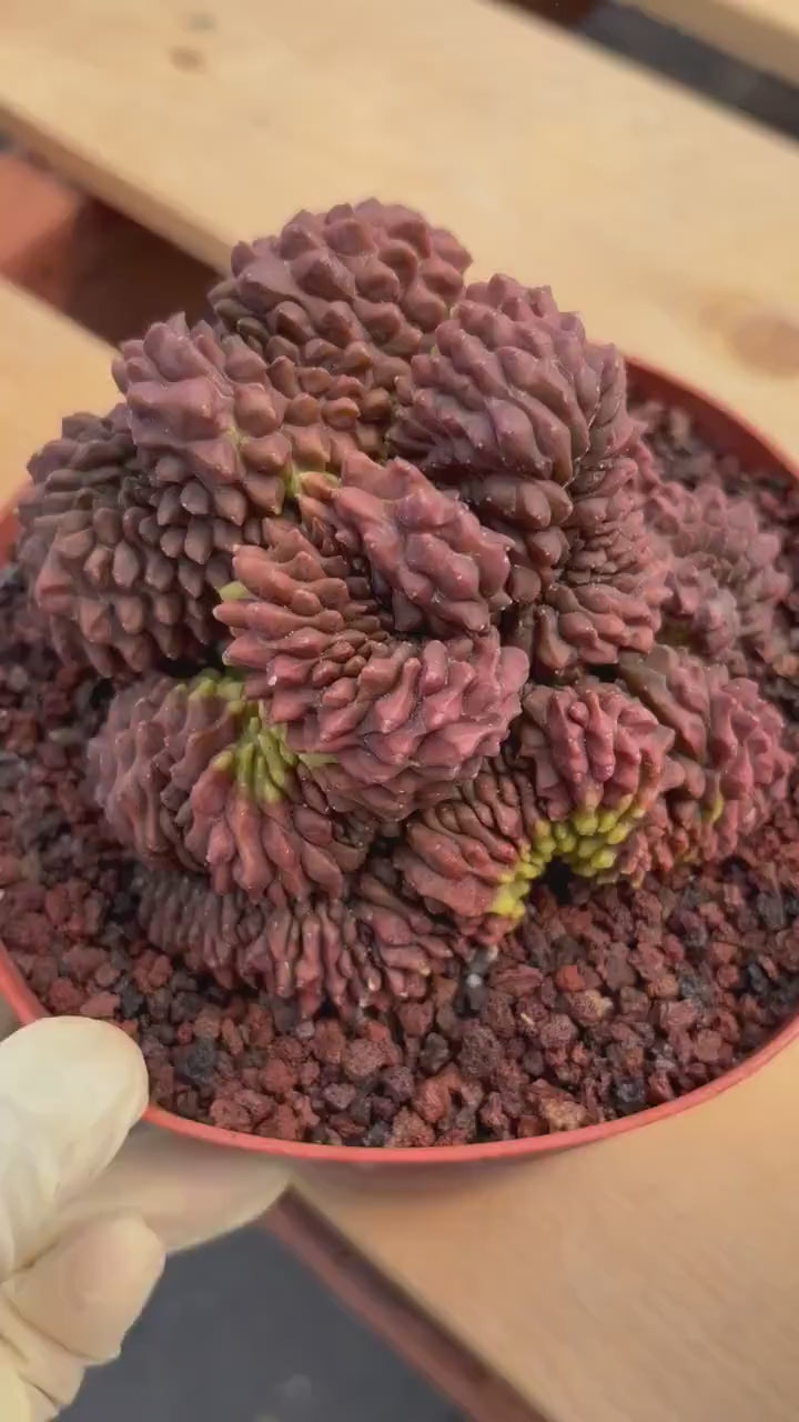 Crested Gymnocalycium Inermis | Rare Live Cactus Plant 6" #447