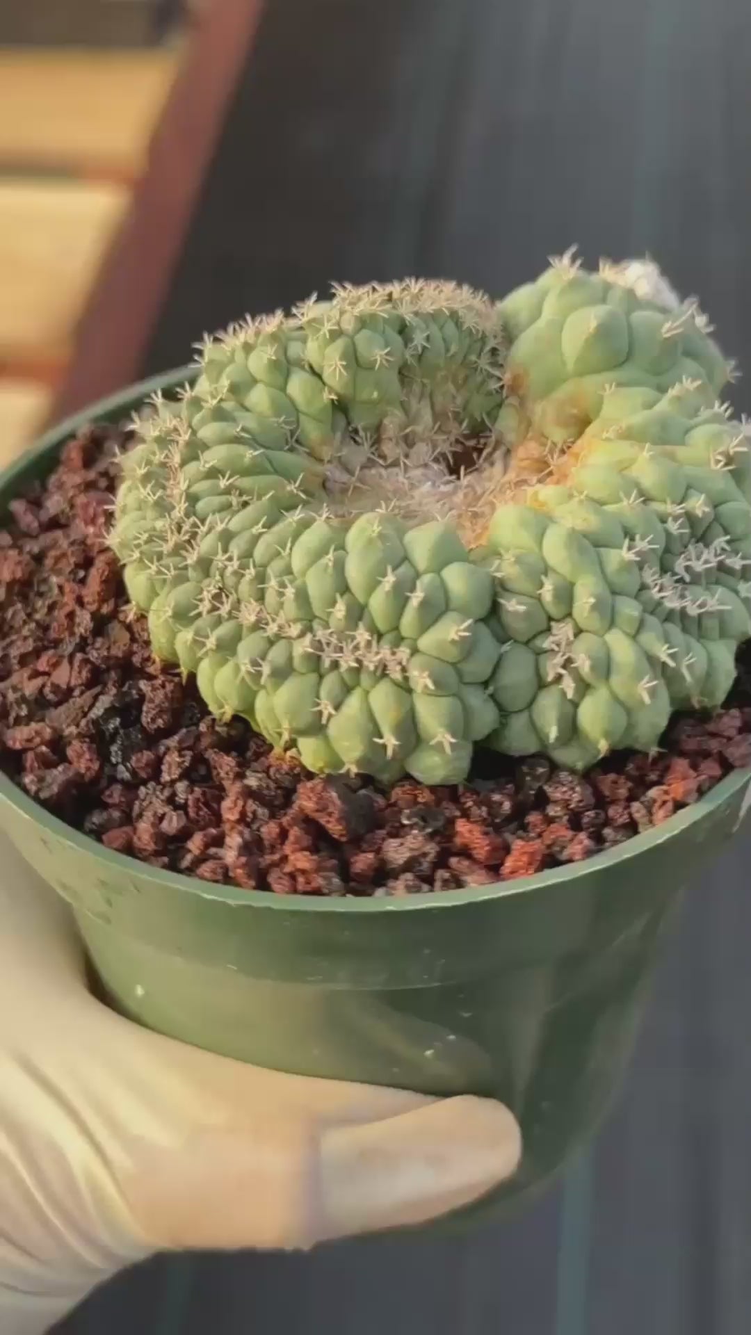 Crested Turbinicarpus Seed Grown #236 | Rare Collector Succulent Cactus | Unique Crested Form