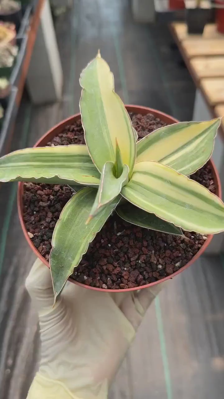 Variegated Sansevieria Kismayo Rare Snake Plant – Live Plant #653