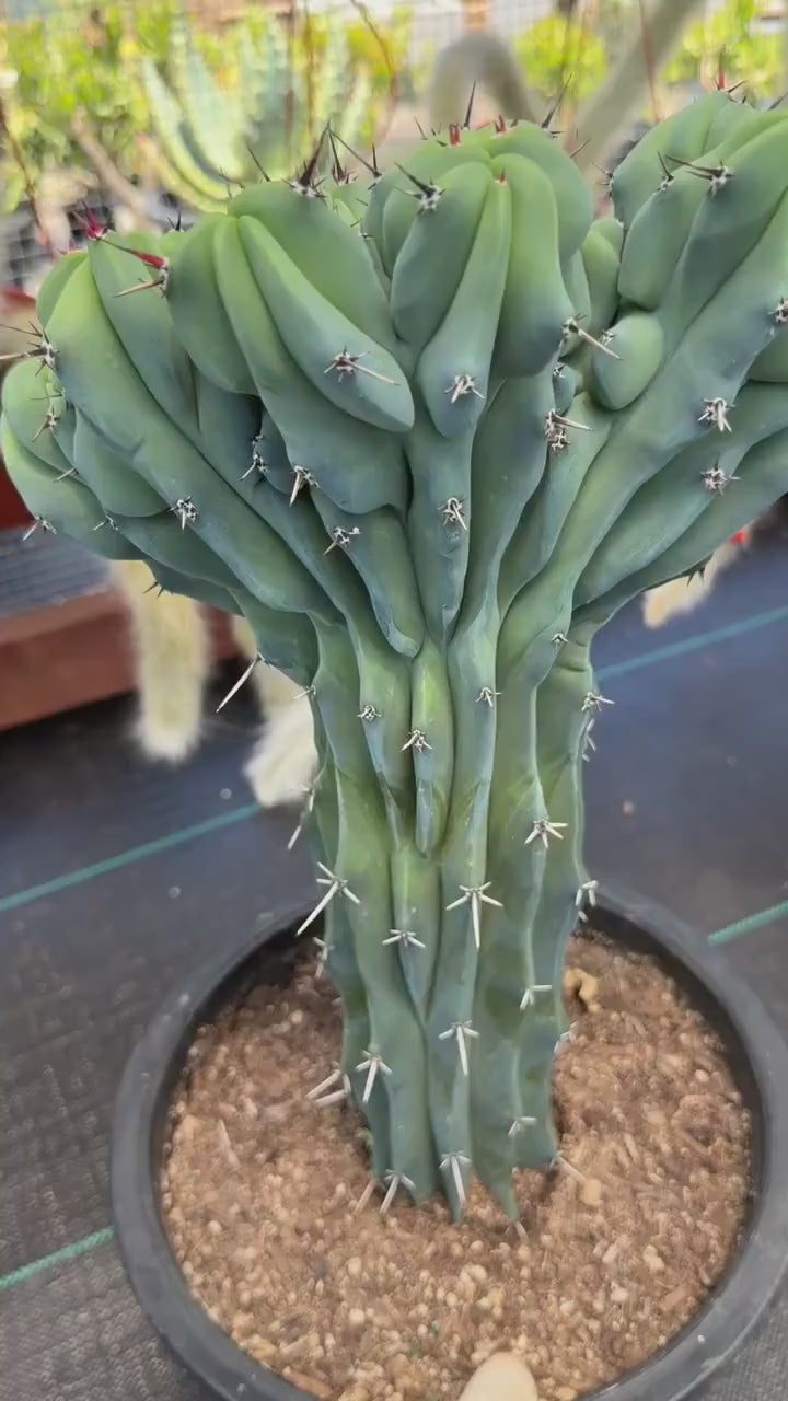 Rare Crested Blue Myrtle Cactus – Fan‑Shaped Collector Succulent | Live Plant #518
