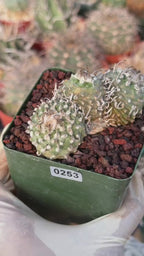 Rare Triple Heads Seed‑Grown Turbinicarpus #253