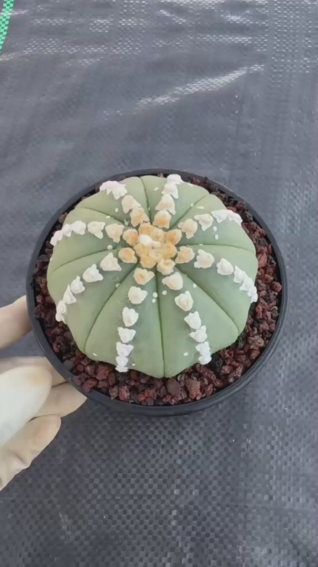 Astrophytum V Type Cactus | Rare Geometric Succulent Collector’s Plant