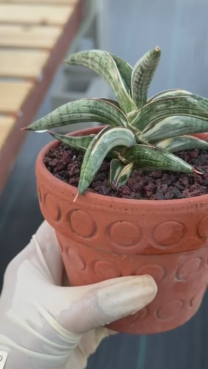 Variegated Sansevieria Blue Clone White Variegation Rare Live Snake Plant – Exact Houseplant