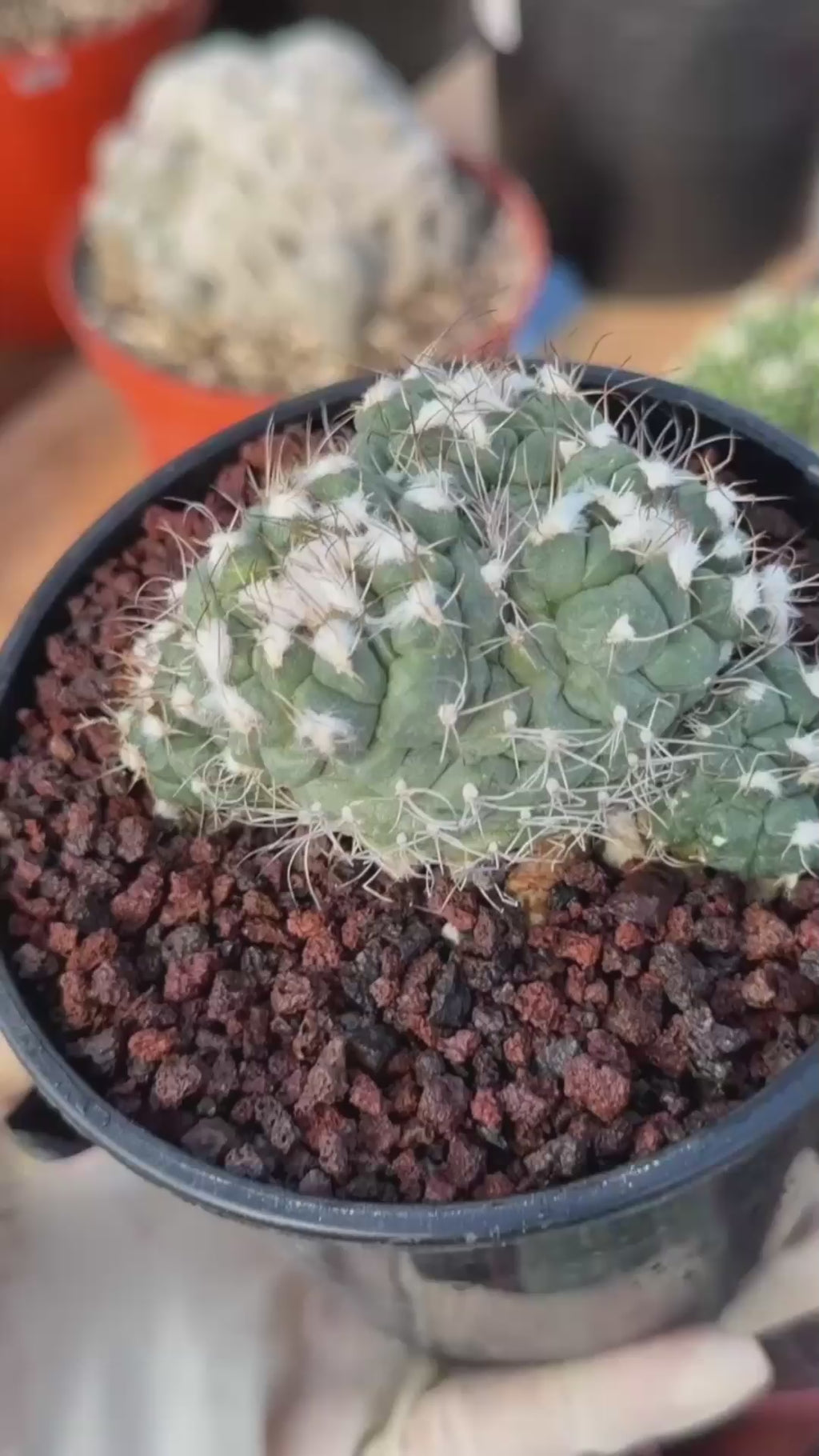 Crested Turbinicarpus Seed Grown Rare Cactus Succulent Collector Plant 3'' x 2'' #229